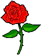 rose