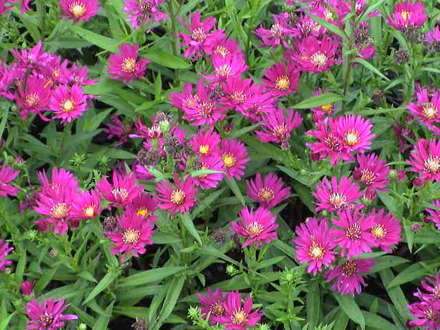 DSC00044.JPG