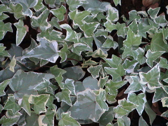ヘデラ類のpage グランドカバープランツの主たる植物である ツタ植物 アイビー類とも言う でも 緑化 緑花 業界では ヘデラ類と言います 問い合わせの中で オカメヅタと言う場合がたまにあります ご注文等の中で オカメお願いします
