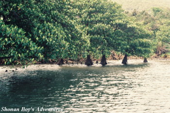 sgiri-iriomote_mangrove01